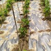 BIOCover materiał w pełni biodegradowalny i kompostowalny w uprawie papryki