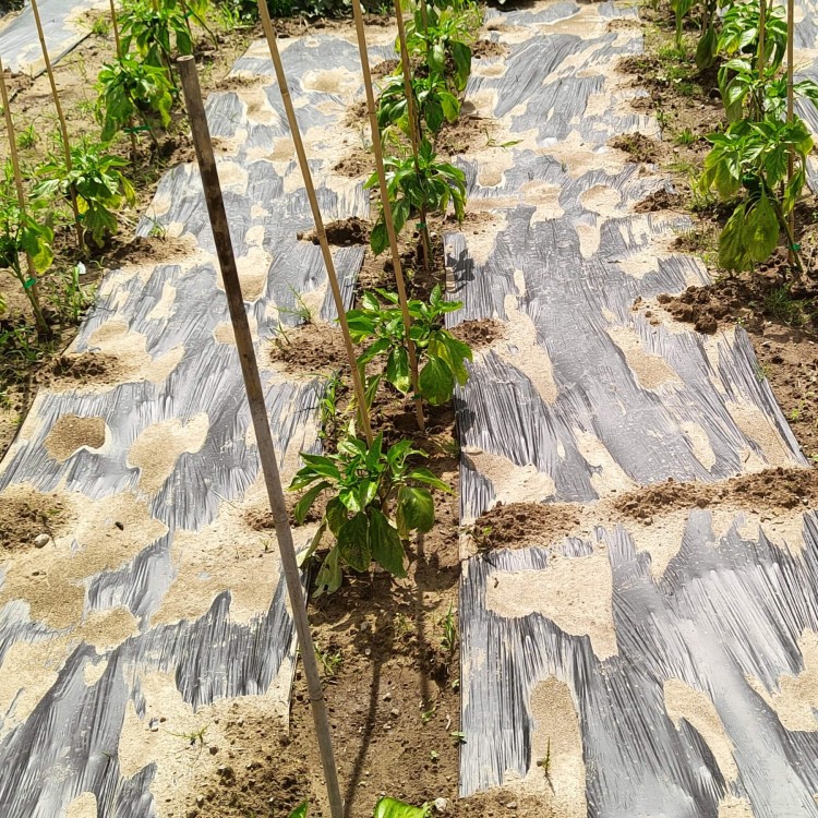 BIOCover materiał w pełni biodegradowalny i kompostowalny w uprawie papryki