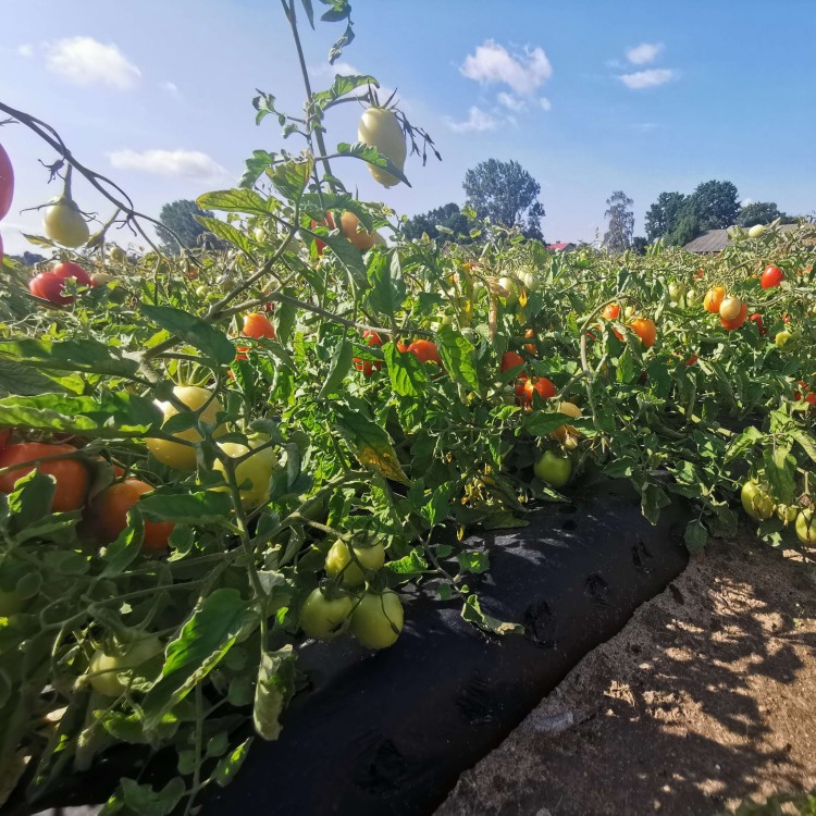 BIOCover materiał w pełni biodegradowalny w uprawie pomidorów