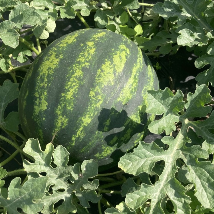 BIOCover materiał w pełni biodegradowalny i kompostowalny w uprawie arbuzów