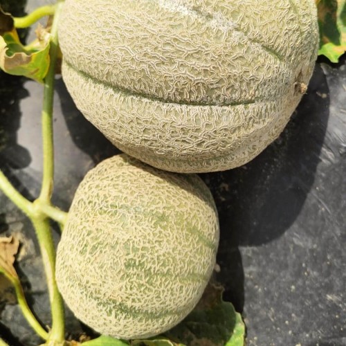 BIOCover materiał w pełni biodegradowalny i kompostowalny w uprawie melonów