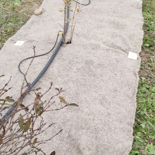 BIO Hemp Cover w uprawie borówki.jpg