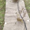 BIO Hemp Cover igłowana ściółka z konopii.jpg