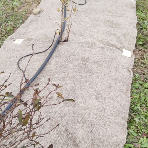 BIO Hemp Cover w uprawie borówki.jpg