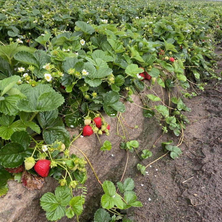BIOwełna w uprawie truskawek.JPG