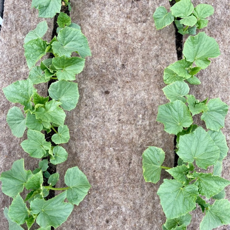 BIOwełna w uprawie ogórków 1.jpg