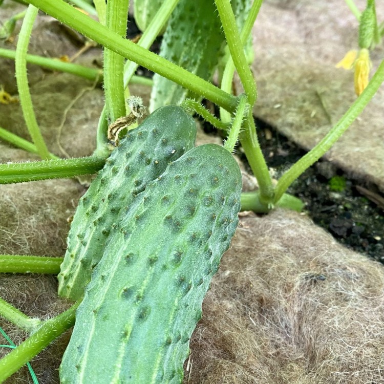 BIOwełna w uprawie ogórków.jpg