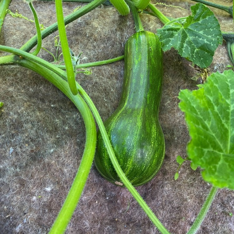 BIOwełna w uprawie cukinii 1.jpg