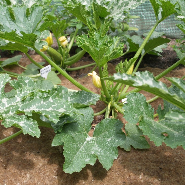 BIOwełna w uprawie cukinii.JPG