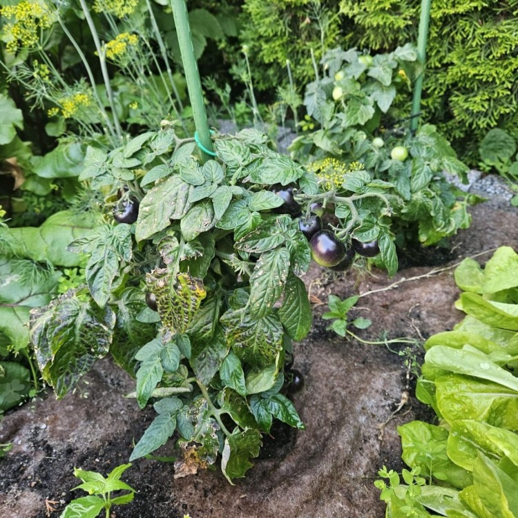 BIOwełna w uprawie pomidorów czekoladowych.jpg