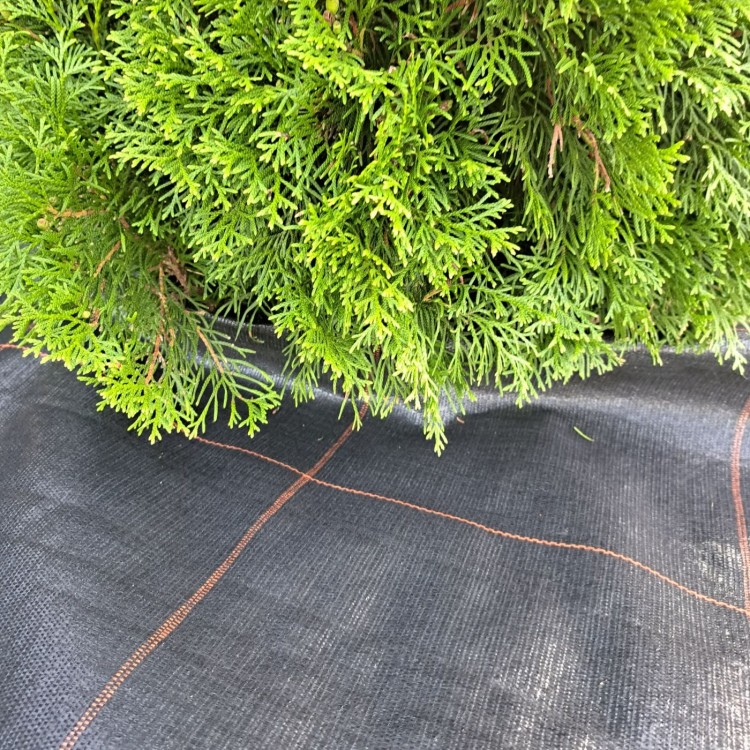 Hydrofiber mat ściółkowanie tuji.jpg