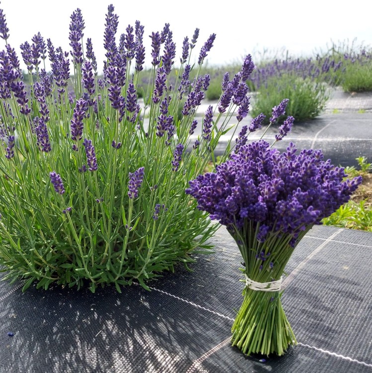 Hydrofiber mat uprawa lawendy.jpg