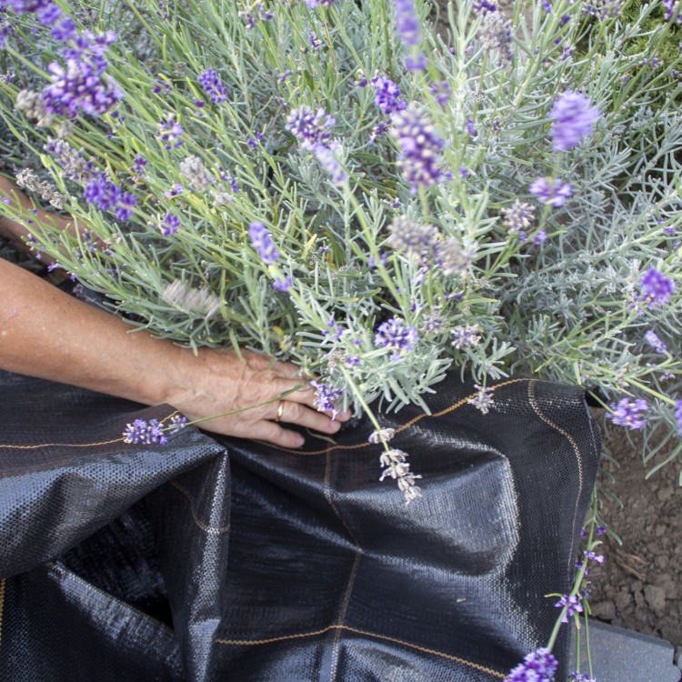 Hydrofiber mat uprawa szałwii.jpg