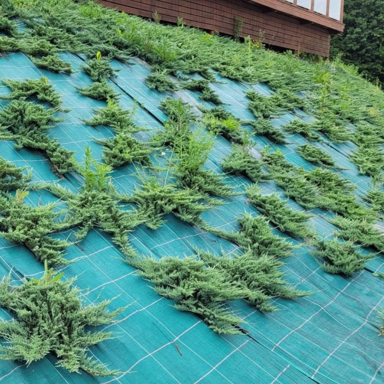 agrola-zielona skarpa.jpg