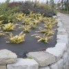 Agrowłóknina ściółkująca ścieżka (2).JPG