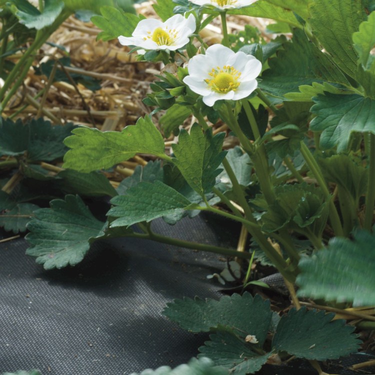 Agrowłóknina ściółkująca ściółkowanie kwiatów (2).jpg