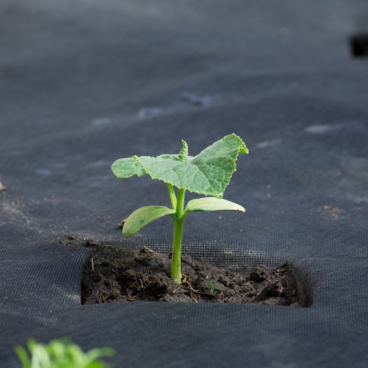 Agrowłóknina ściółkująca uprawa ogórków.jpg