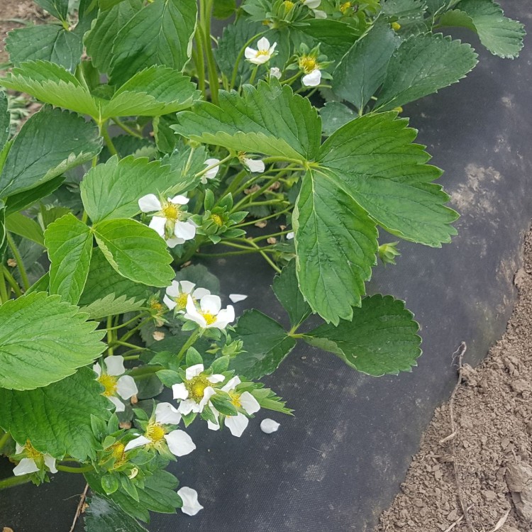 Agrowłóknina ściółkująca uprawa truskawek (3).jpg