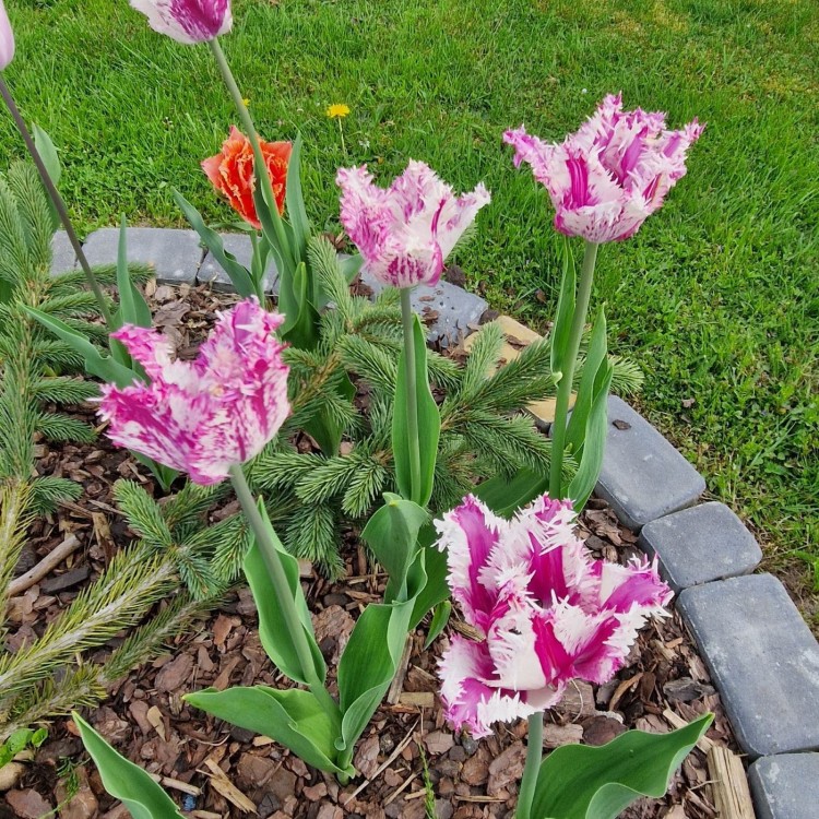 Agrowłóknina ściółkująca ściółkowanie klombów.jpg