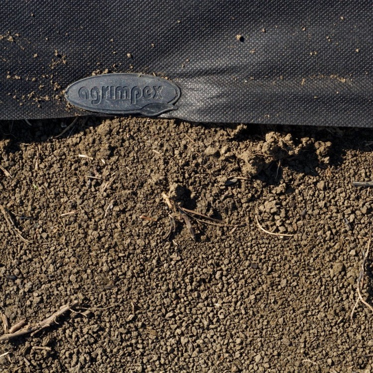 Agrokotwa czarna główka.jpg