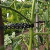 AGROopaska w mocowaniu ogórków.jpg