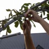 AGROopaska w mocowaniu róż na pergoli.jpg