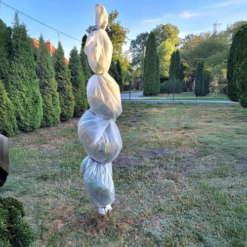 Thuja szmaragd osłonięta rękawem ochronnym.jpg