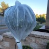 Tuja osłonięta rękawem ochronnym.jpg