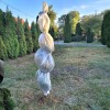 Thuja szmaragd osłonięta rękawem ochronnym.jpg
