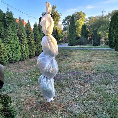 Thuja szmaragd osłonięta rękawem ochronnym.jpg