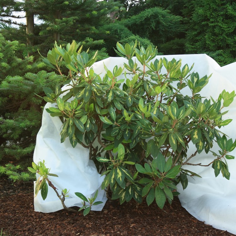 Sposób zamocowania agrowłókniny na krzewie.jpg