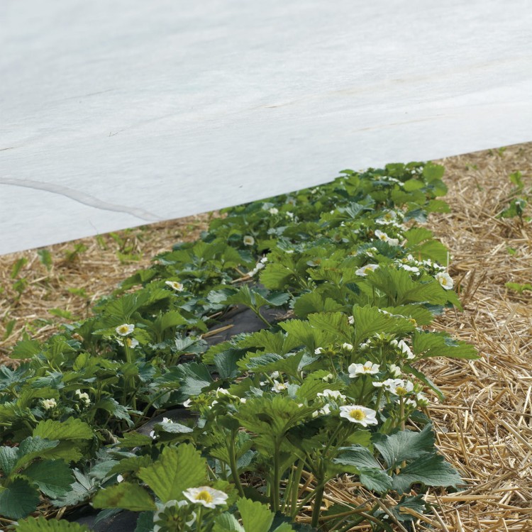 osłaniająca 23g w uprawie truskawek.jpg