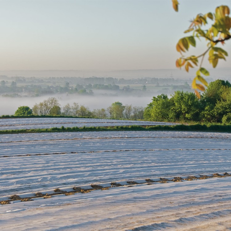 osłaniająca 23g na polu.jpg