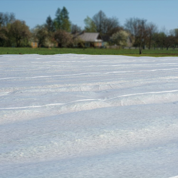 osłaniająca 23g na polu uprawnym.jpg