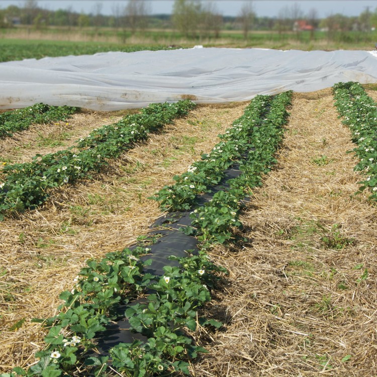 osłaniająca 23g w uprawie truskawek powtarzających.jpg