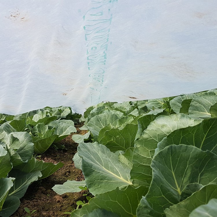 Agrowłóknina biała 19g w uprawie kapusty.jpg