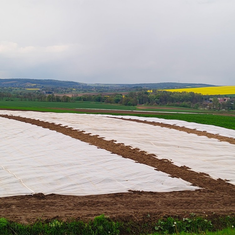 Agrowłóknina osłaniająca 19g na polu.jpg