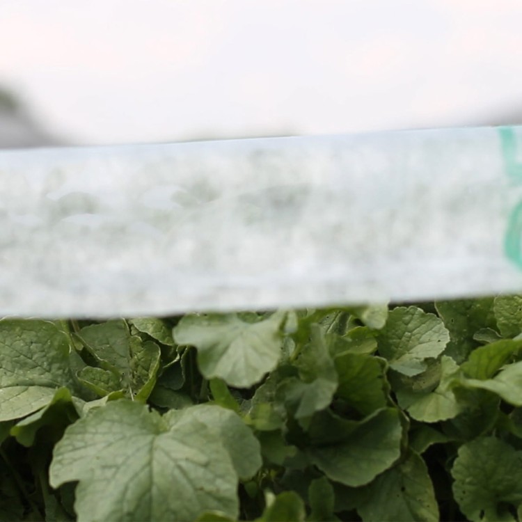 Agrowłóknina biała 19g w uprawie nowalijek.jpg