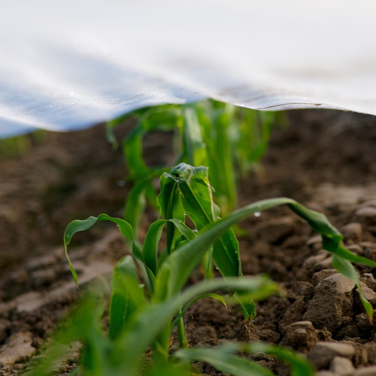 Agrowłóknina osłaniająca 17g w uprawie kukurydzy.jpg