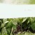 Agrowłóknina osłaniająca z Agro  Marina fasolka.jpg