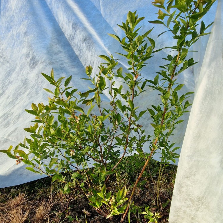 Agrowłóknina osłaniająca z Agro  Marina borówki chandler.jpg