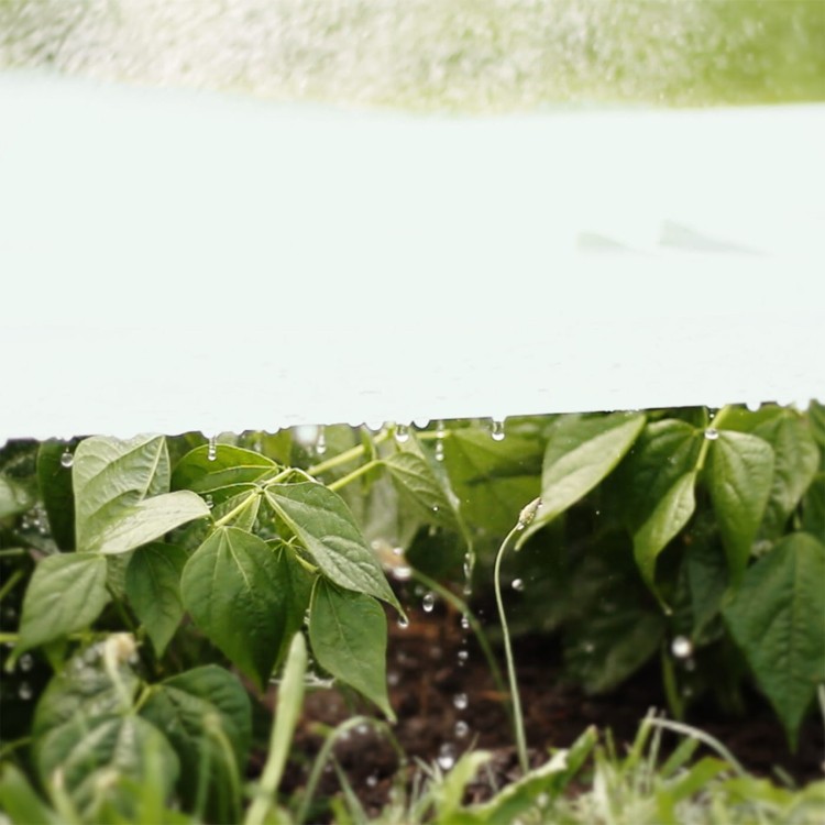 Agrowłóknina osłaniająca z Agro  Marina fasolka.jpg