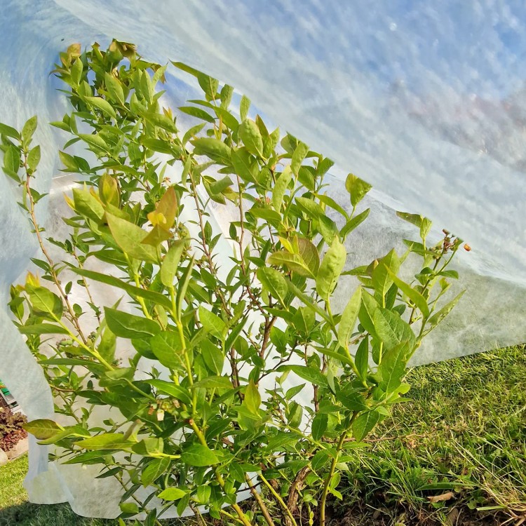 Agrowłóknina osłaniająca z Agro  Marina borówki krzak.jpg