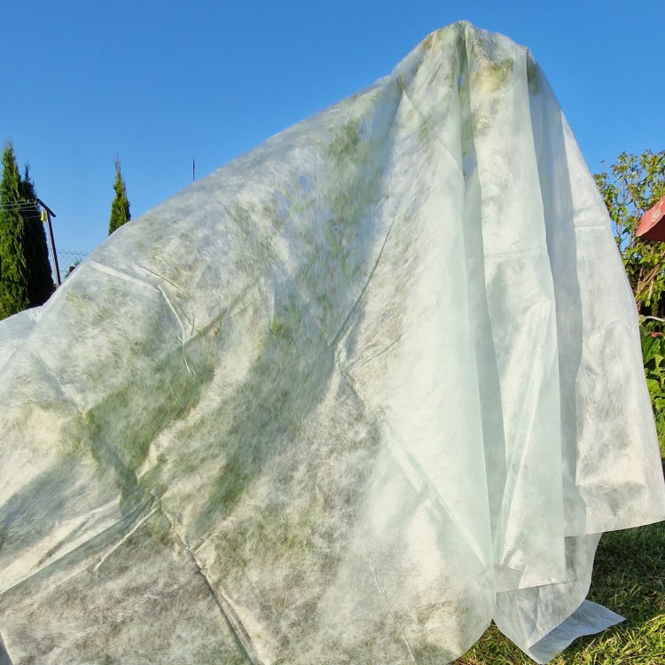 Agrowłóknina osłaniająca z Agro  Marina borówki.jpg