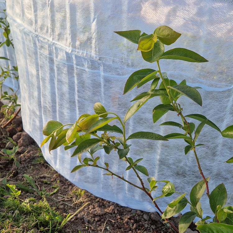 Agrowłóknina osłaniająca z Agro  Marina ochrona przed przymrozkiem.jpg