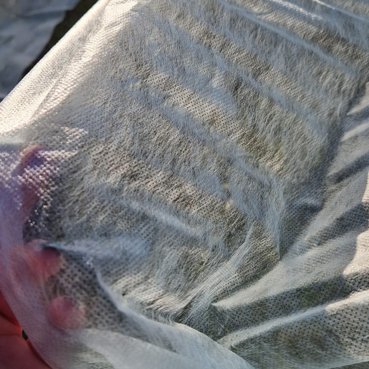 Agrowłóknina osłaniająca z Agro  Marina zbliżenie.jpg