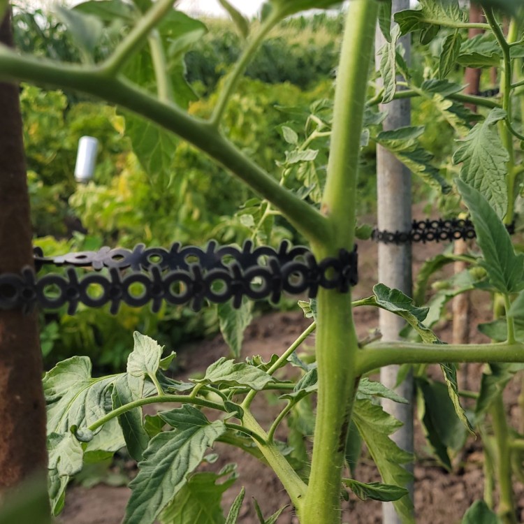 AGROopaska w mocowaniu ogórków.jpg