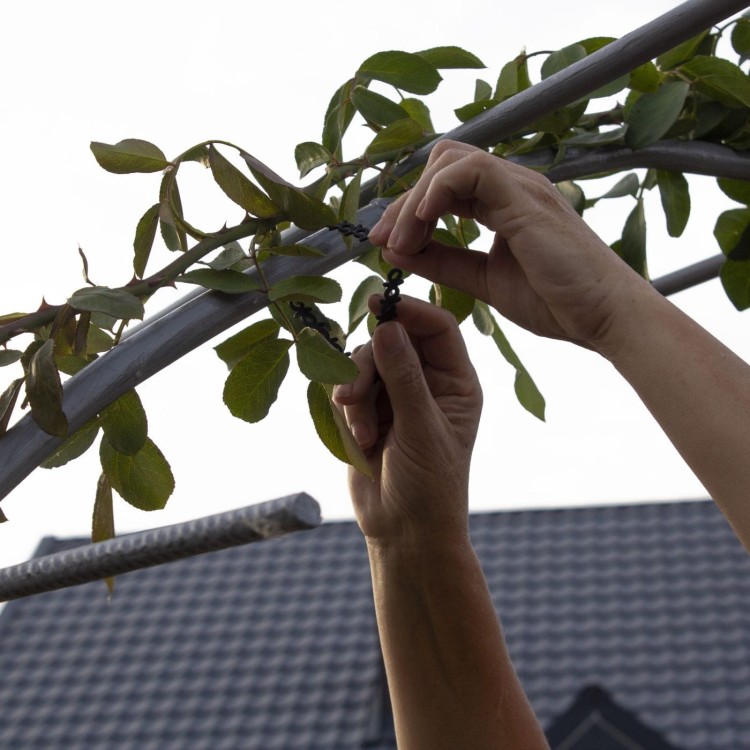 AGROopaska w mocowaniu róż na pergoli.jpg