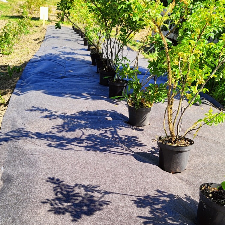 BIOwłóknina zastosowana do ściółkowania.jpg