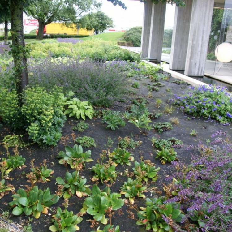 BIowłóknina w ogrodzie pod kwiatami.jpg